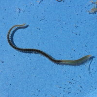 Gemshoornworm