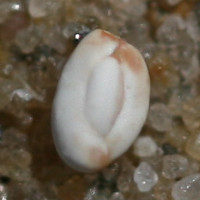 Quinqueloculina seminulum