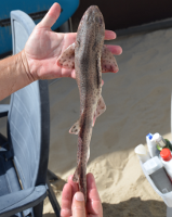 DSC 2887 1896457602 0