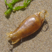 eikapsel hondshaai2 1896457602 3