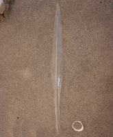 rugschild pijlinktvis 1671035520 0