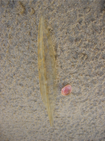 rugschild pijlinktvis2 1671035520 1