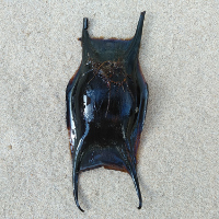 IMG 20200715 082701 1083851619 2