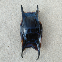 IMG 20200715 082724 1083851619 3