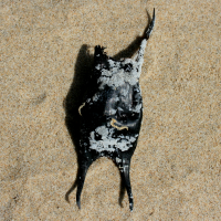 eikapsel raja montague 849228918 1