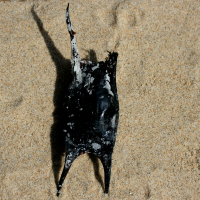 eikapsel raja montague2 849228918 2