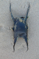 P1040843 1844181001 2