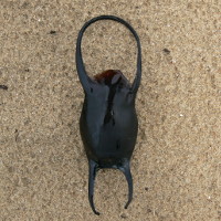 Leucoraja naevus 300779742 0