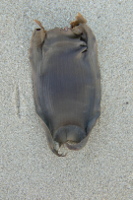 P1040847 1129860234 0