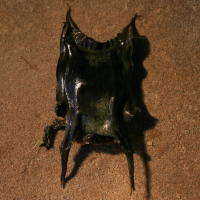 eikapsel stekelrog 829997025 2