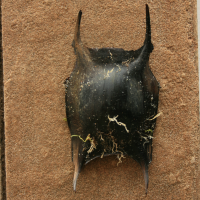 eikapsel stekelrog2 829997025 0