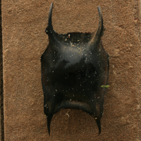 eikapsel stekelrog3 829997025 1