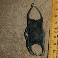 eikapsel sterrog 1333484907 0