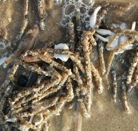 owenia fusiformis 1344055719 0