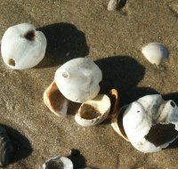 zeeklit 1201036434 0