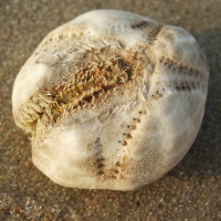 zeeklit2 1201036434 1