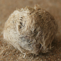 zeeklit5 1201036434 5