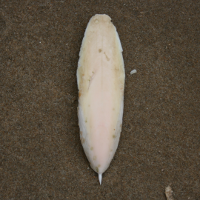 gedoornde zeekat 940014404 0