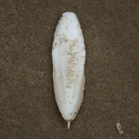 gedoornde zeekat2 940014404 1