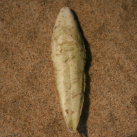 rugschild sierlijke zeekat 448087627 0