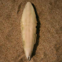 rugschild sierlijke zeekat1 448087627 1