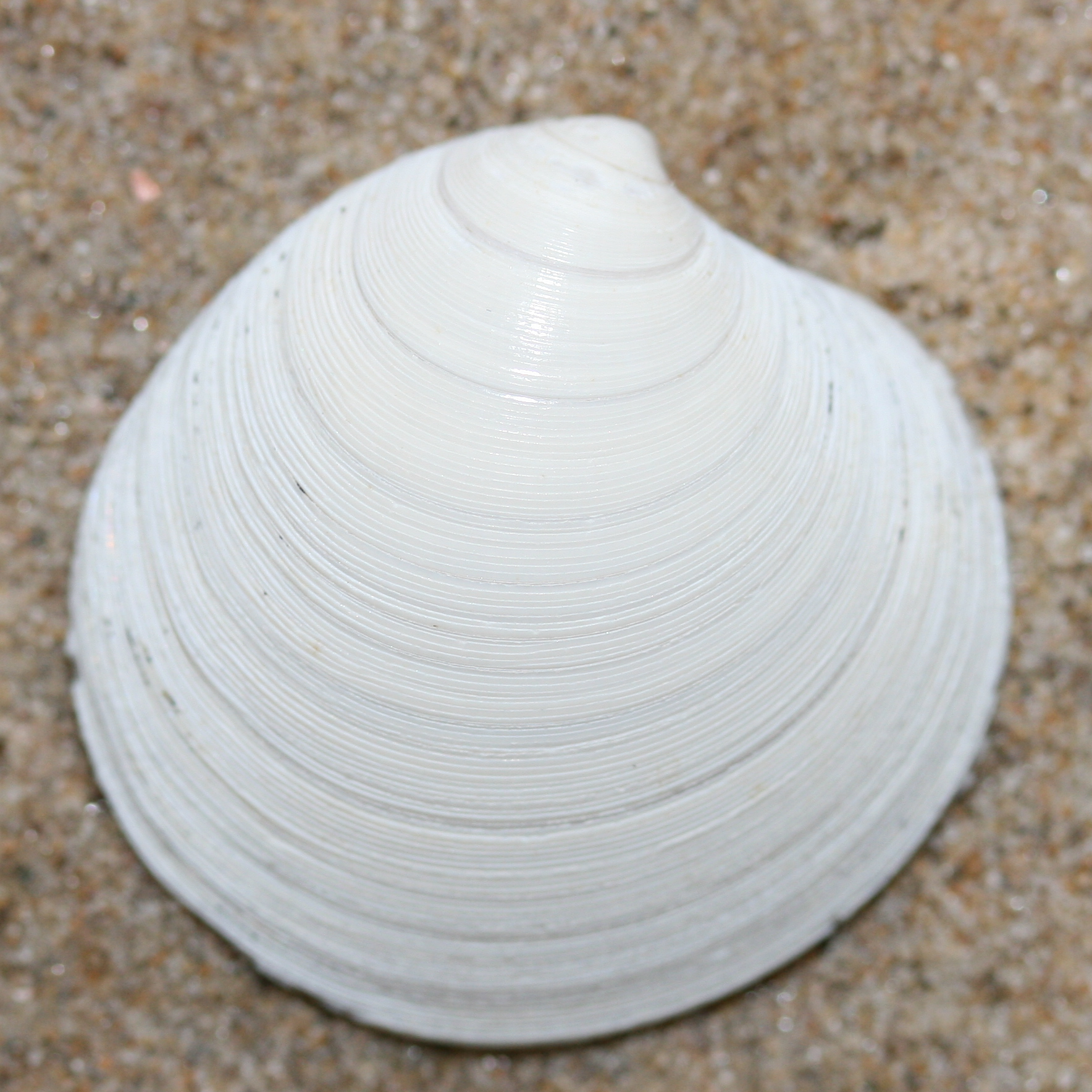 Dichtgestreepte artemisschelp strandvondsten.nl