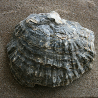 Gewone_oester