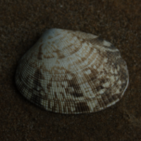 japanse tapijtschelp 449333028 0
