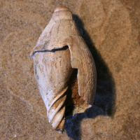 Fossielen_Walcheren_2008