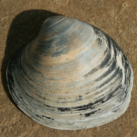Schiermonnikoog_2009