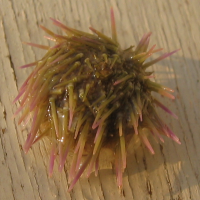 gewone zeeappel3-2 19542650 6