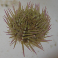 gewone zeeappel3 19542650 5