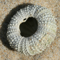 gewone zeeappel onder 19542650 1