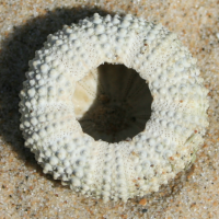 gewone zeeappel onder2 19542650 2