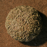 gewone zeeappel stekels 19542650 3