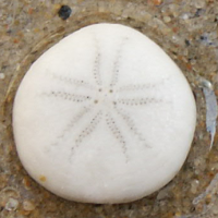 zeeboon2