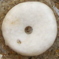 zeeboon3
