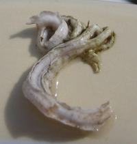 driekantige kokerworm3