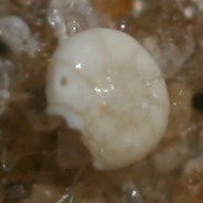 16b.jpg