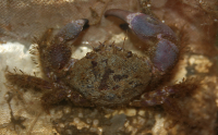 Ruig krabbetje 1