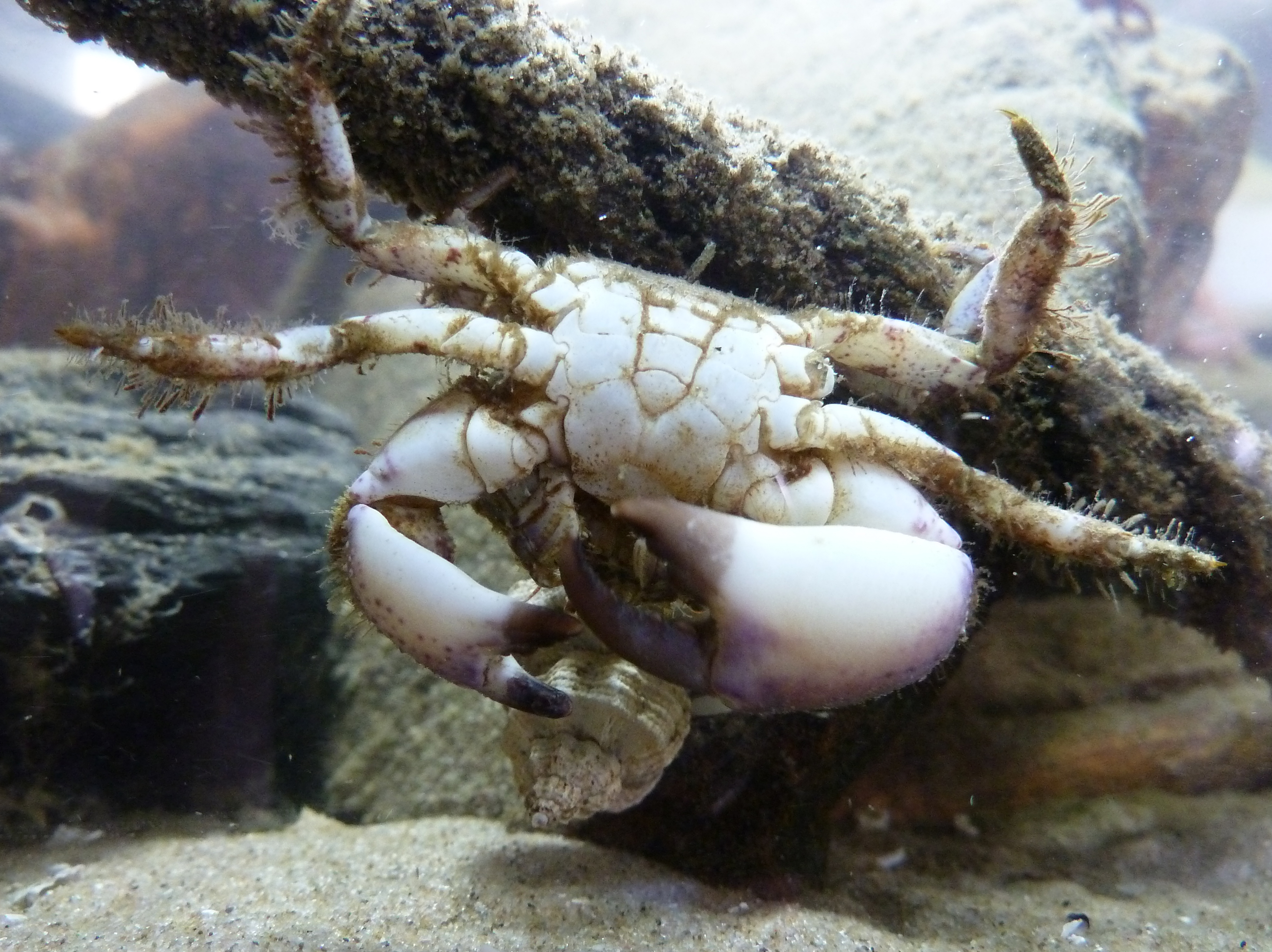 Ruig krabbetje 3
