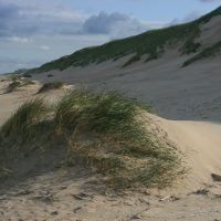 Duinen