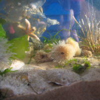 Aquariologie