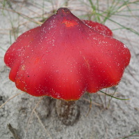 paddestoelen