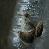 geplooide eendenmossel 1039377160 0