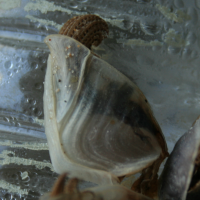 geplooide eendenmossel1 1039377160 1