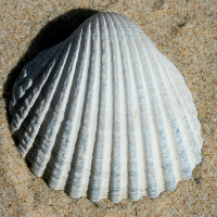 geknobbelde hartschelp