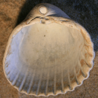 geknobbelde hartschelp2 binnen