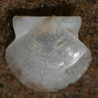 grote mantel juveniel achter