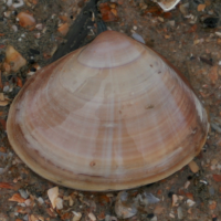 Grote strandschelp